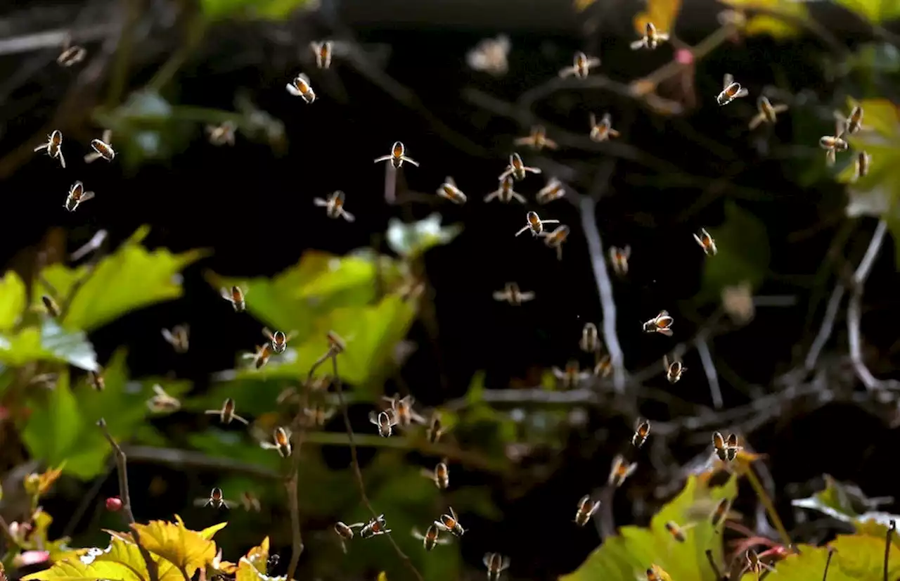 Bienen töten nach Busunglück sechs Menschen