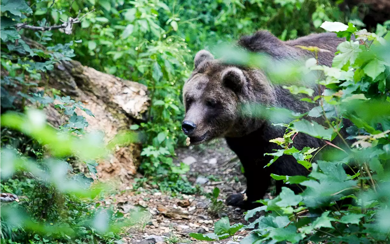 Braunbär im Berchtesgadener Land unterwegs