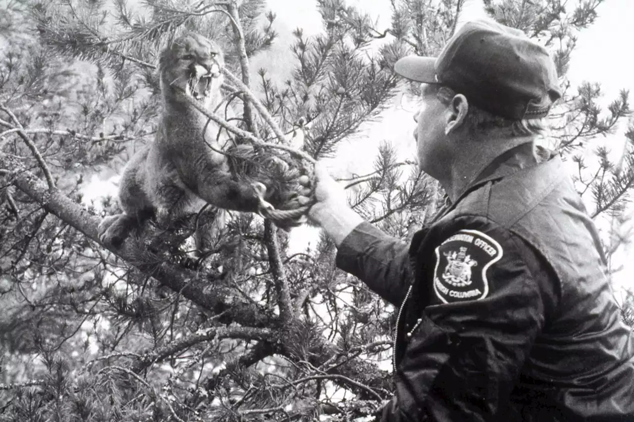 B.C.’s last wildlife control officer shares stories from 30 years of dealing with problem predators