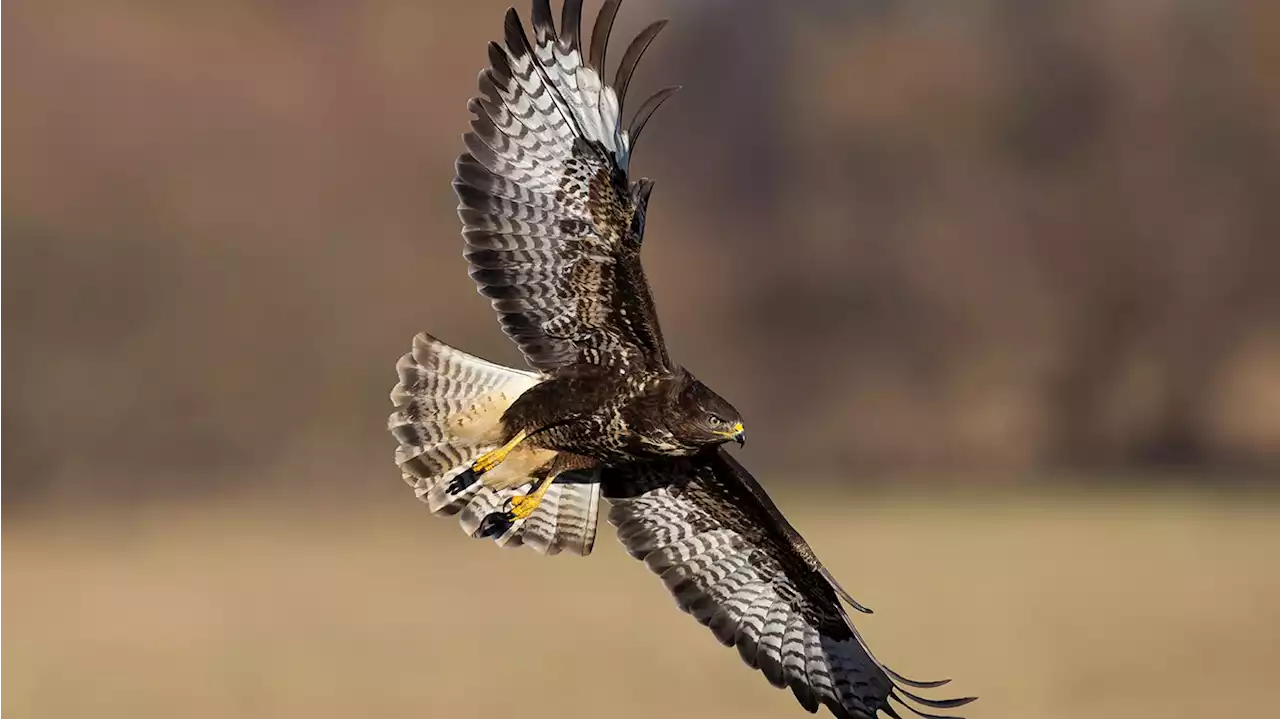 Sturzflug! Mäusebussard in Potsdam attackiert Jogger