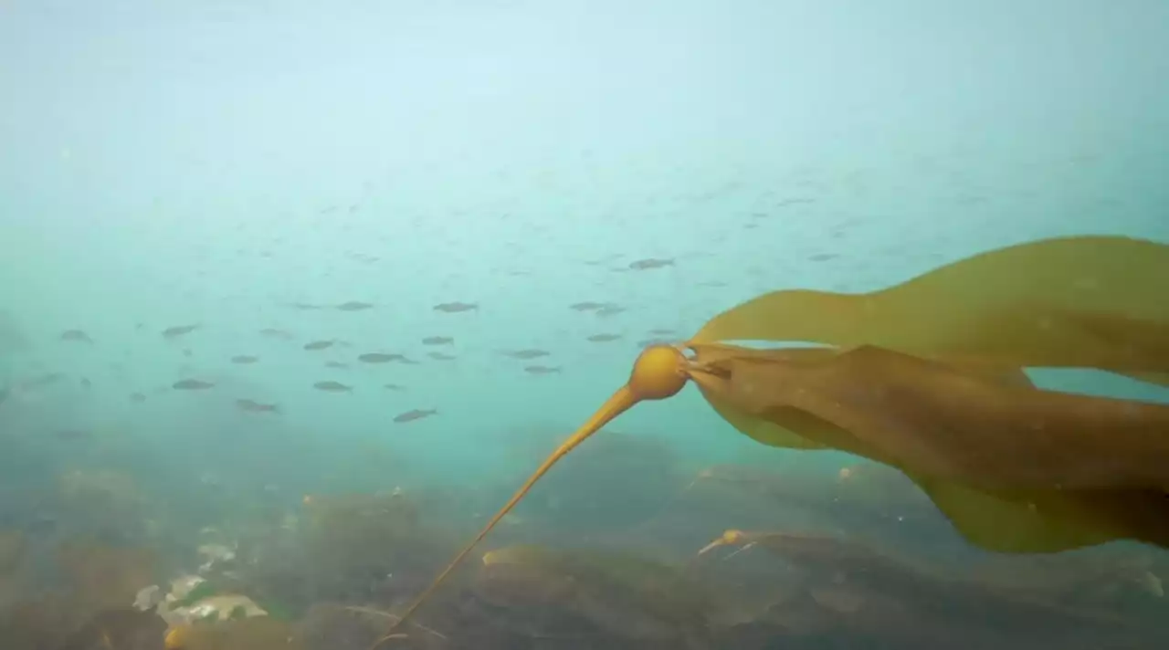 SFU study finds wild juvenile salmon out of sync with food supply