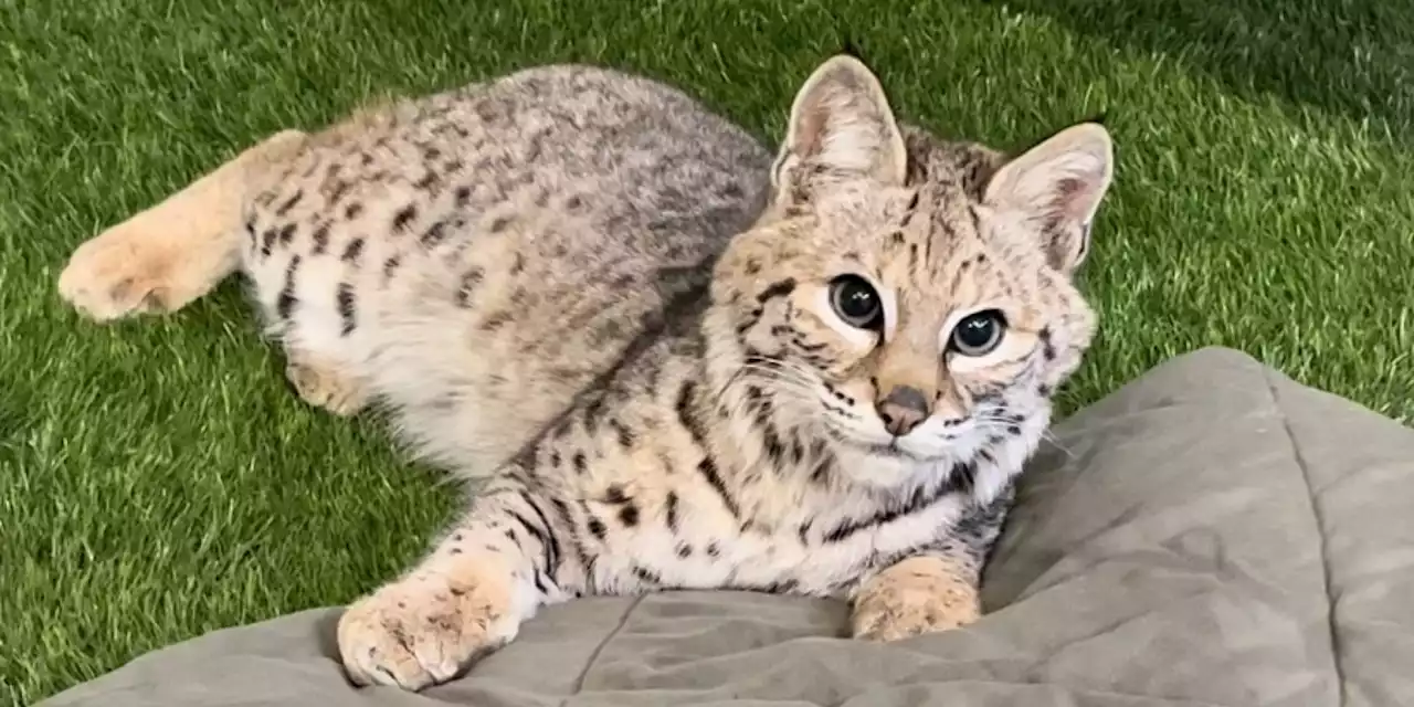 Cleveland Museum of Natural History welcomes bobcat to wildlife center