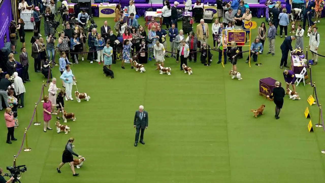 Buddy Holly the Petit Basset Griffon Vendéen wins best in show at Westminster Dog Show | CNN