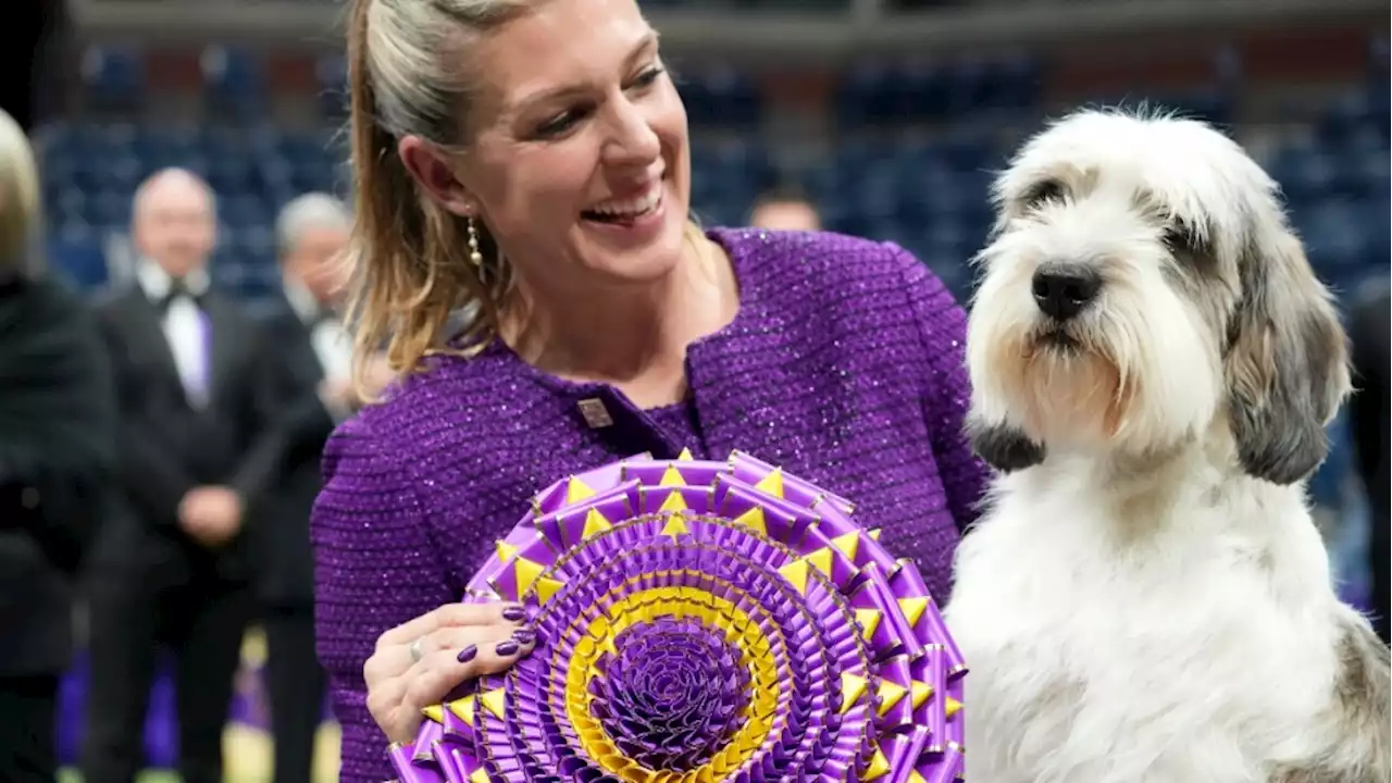 A 'PBGV' wins Westminster dog show, a first for the breed