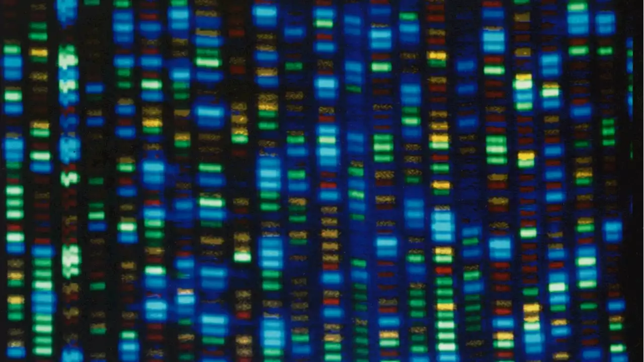 DNA project gives scientists diverse genome for comparison