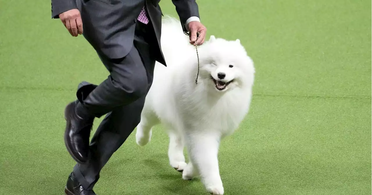 Photos: Scenes from the 2023 Westminster dog show