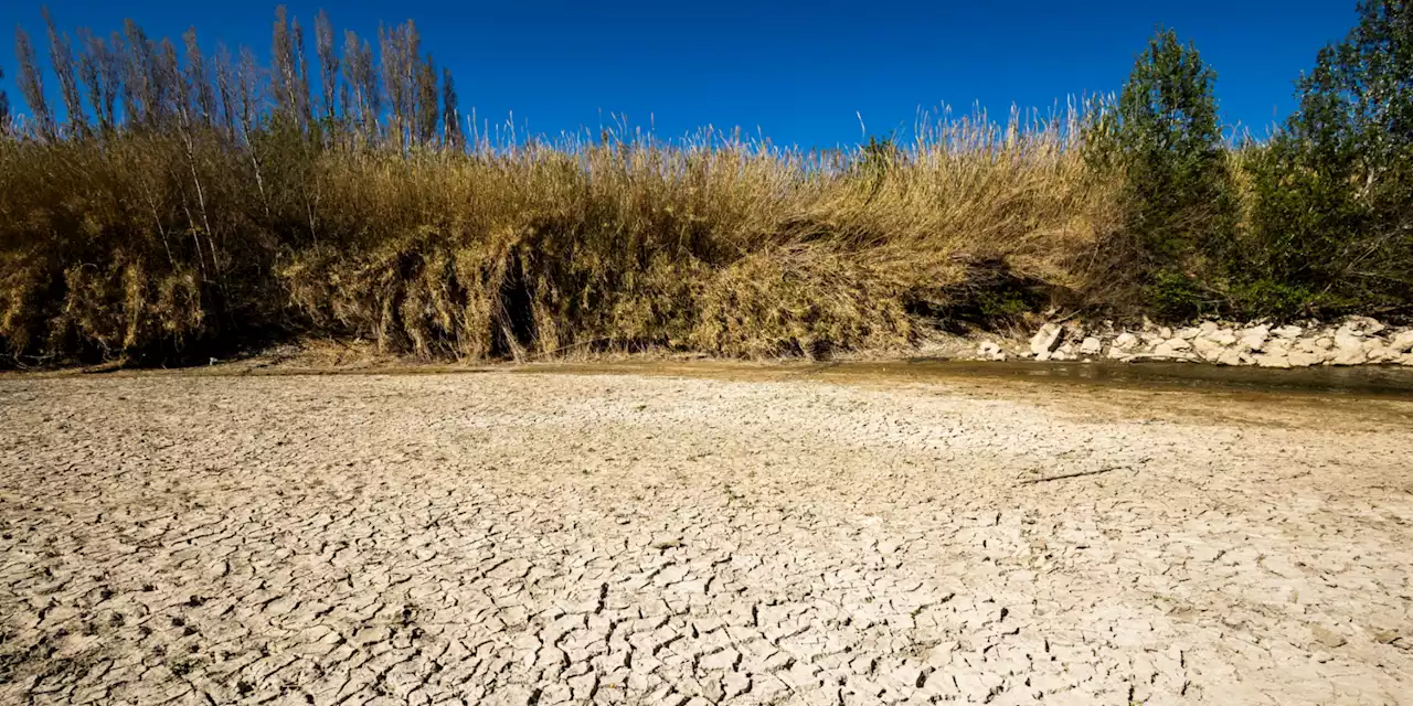 Pyrénées-Orientales : avec la sécheresse, «on va essayer de sauver les meubles» s'inquiètent les agriculteurs