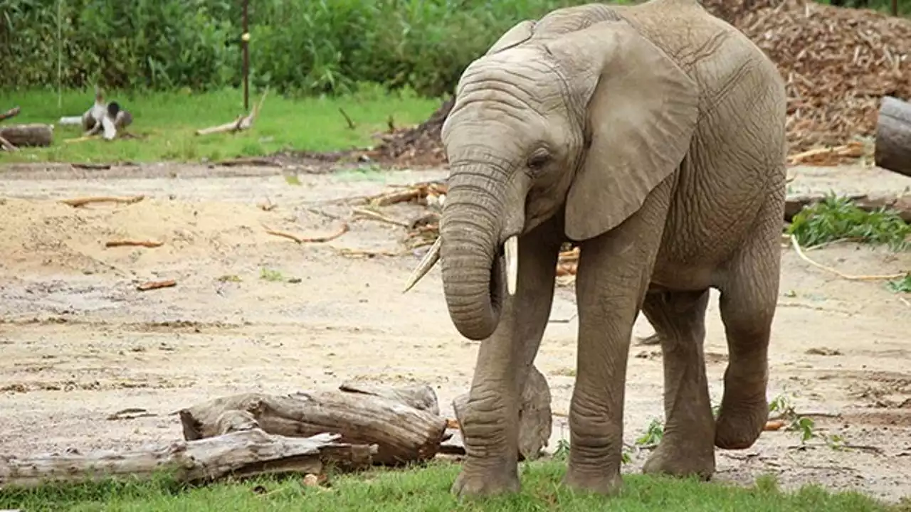 7-year-old Dallas Zoo elephant dies