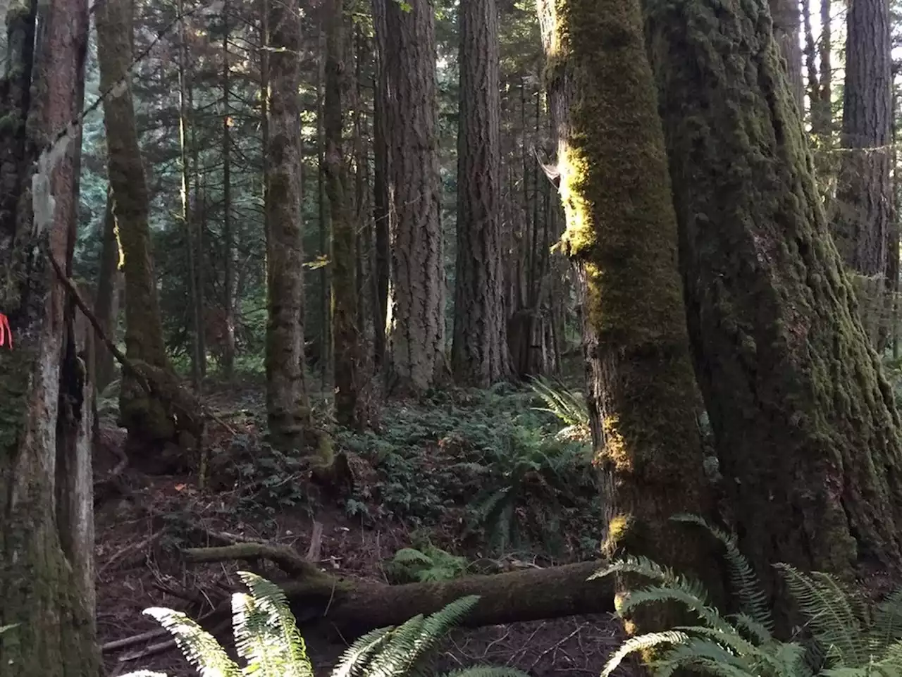 Nature group buys sensitive Vancouver Island habitat to ensure it remains undeveloped