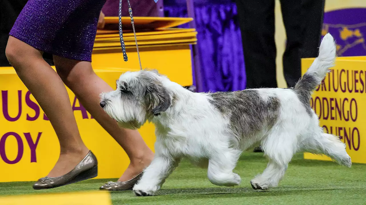 Petit Basset Griffon Vendéen Wins Westminster Dog Show