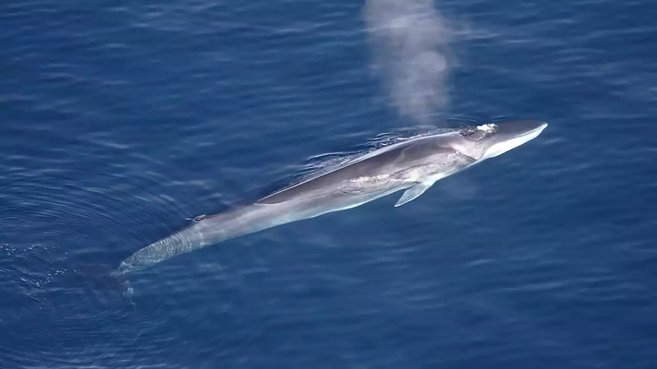 Fiber optic cables can be turned into hydrophones to track whales, study suggests