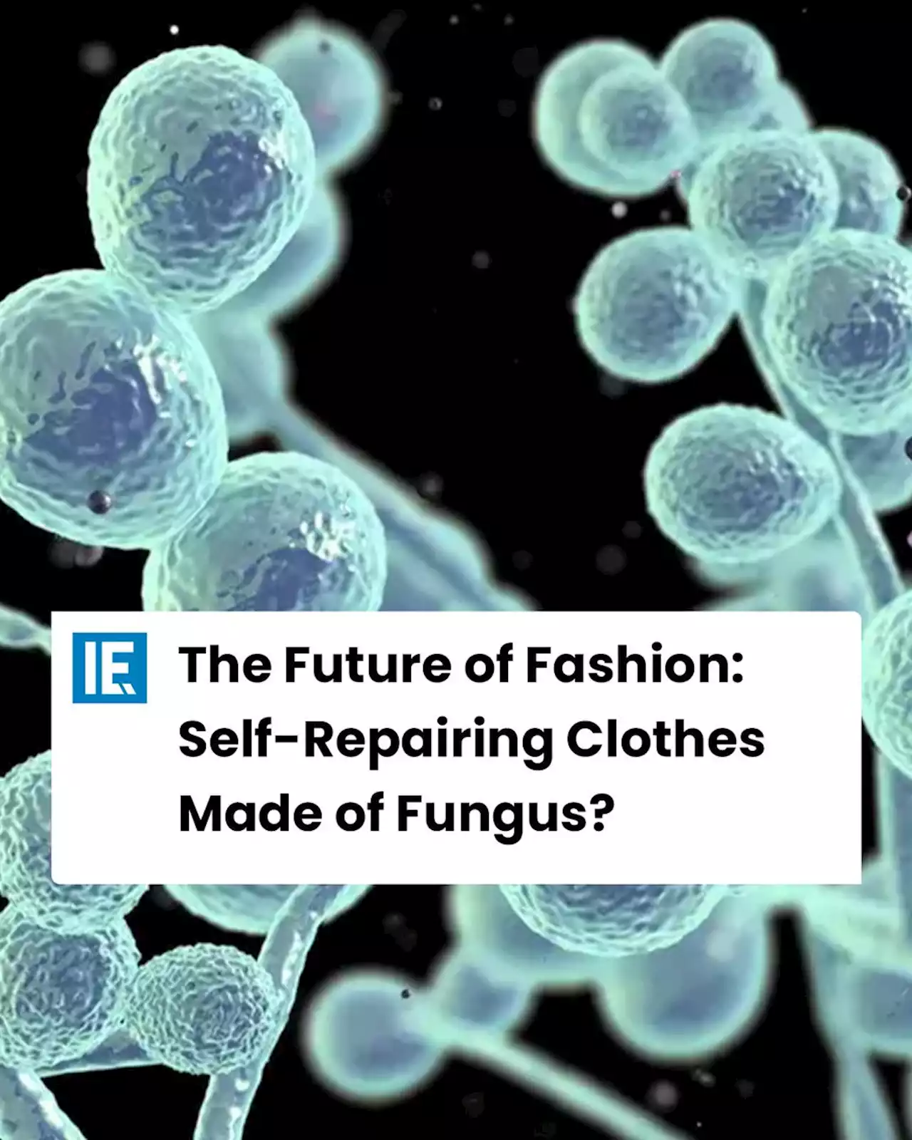 The Future of Fashion: Self-Repairing Clothes Made of Fungus?