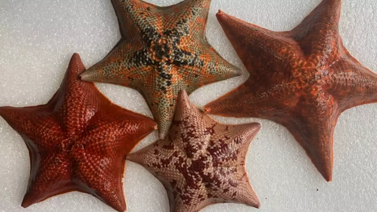 Sea stars can serve as a model to understand organ formation