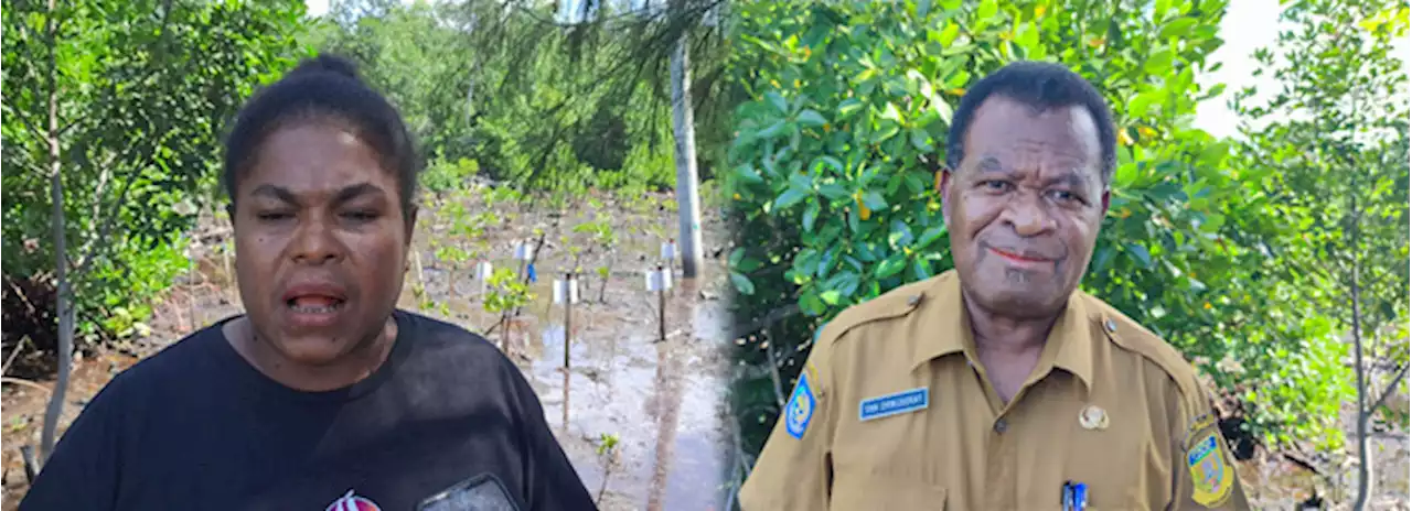 Anggap Hutan Mangrove Jati Diri Perempuan Enggros, Jadi Ibu Sumber Kehidupan