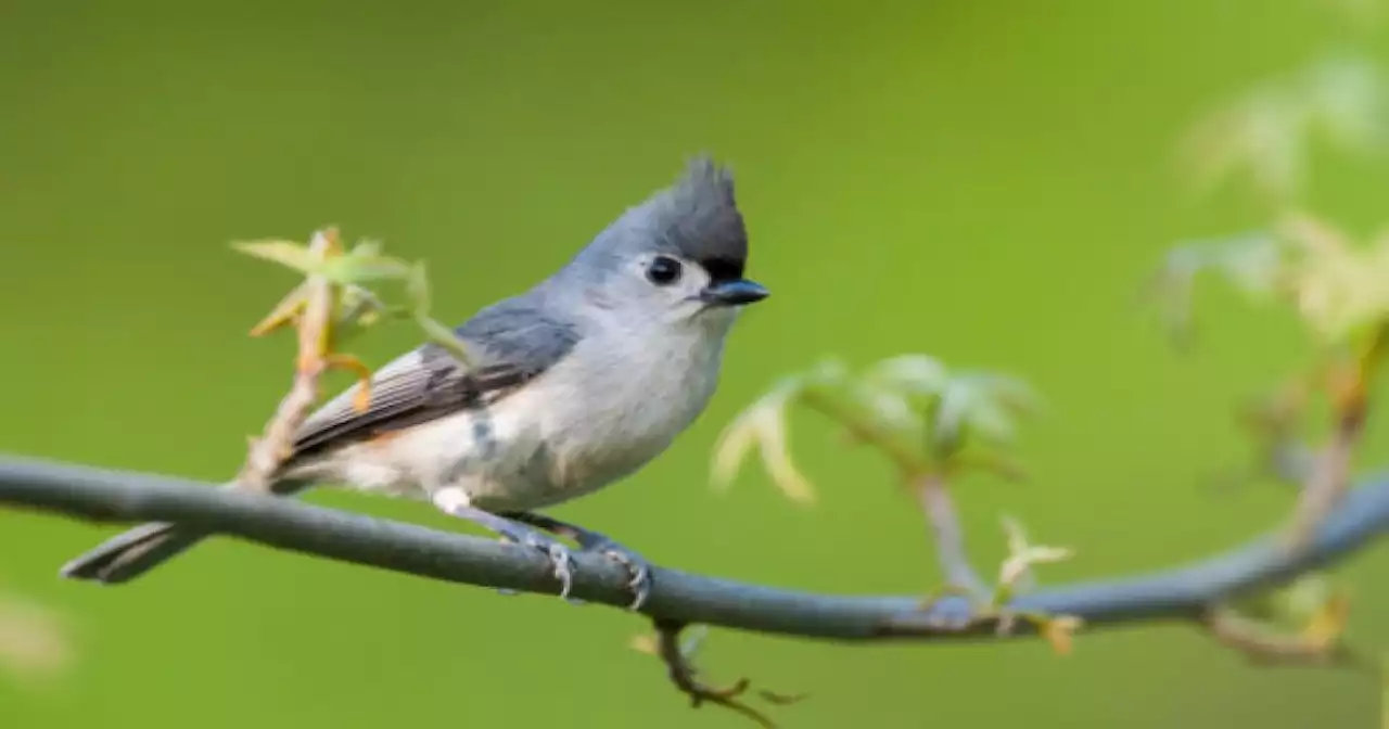 Things to do in Southern Arizona: San Pedro River Valley bird walk