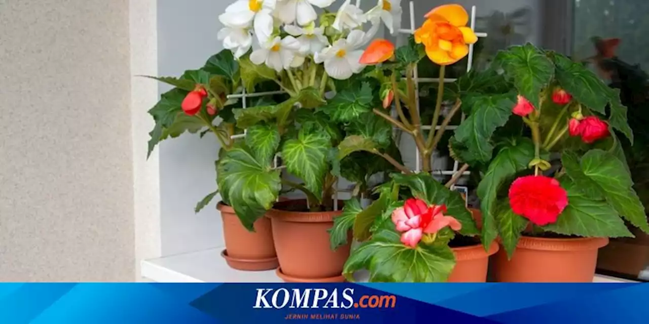 4 Tips Menata Tanaman di Ambang Jendela, Cocok Jadi Dekorasi Rumah