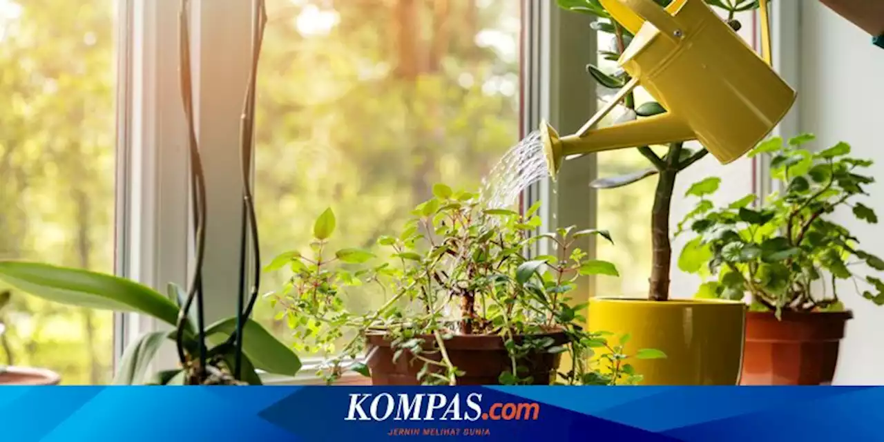 5 Kesalahan Menyiram Tanaman Hias Indoor yang Harus Dihindari