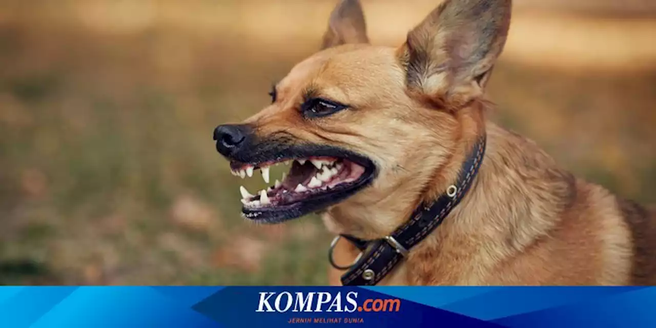 Rabies Makan Korban Jiwa, Bupati Sikka: Kita Anggarkan 500 Juta Beli Vaksin