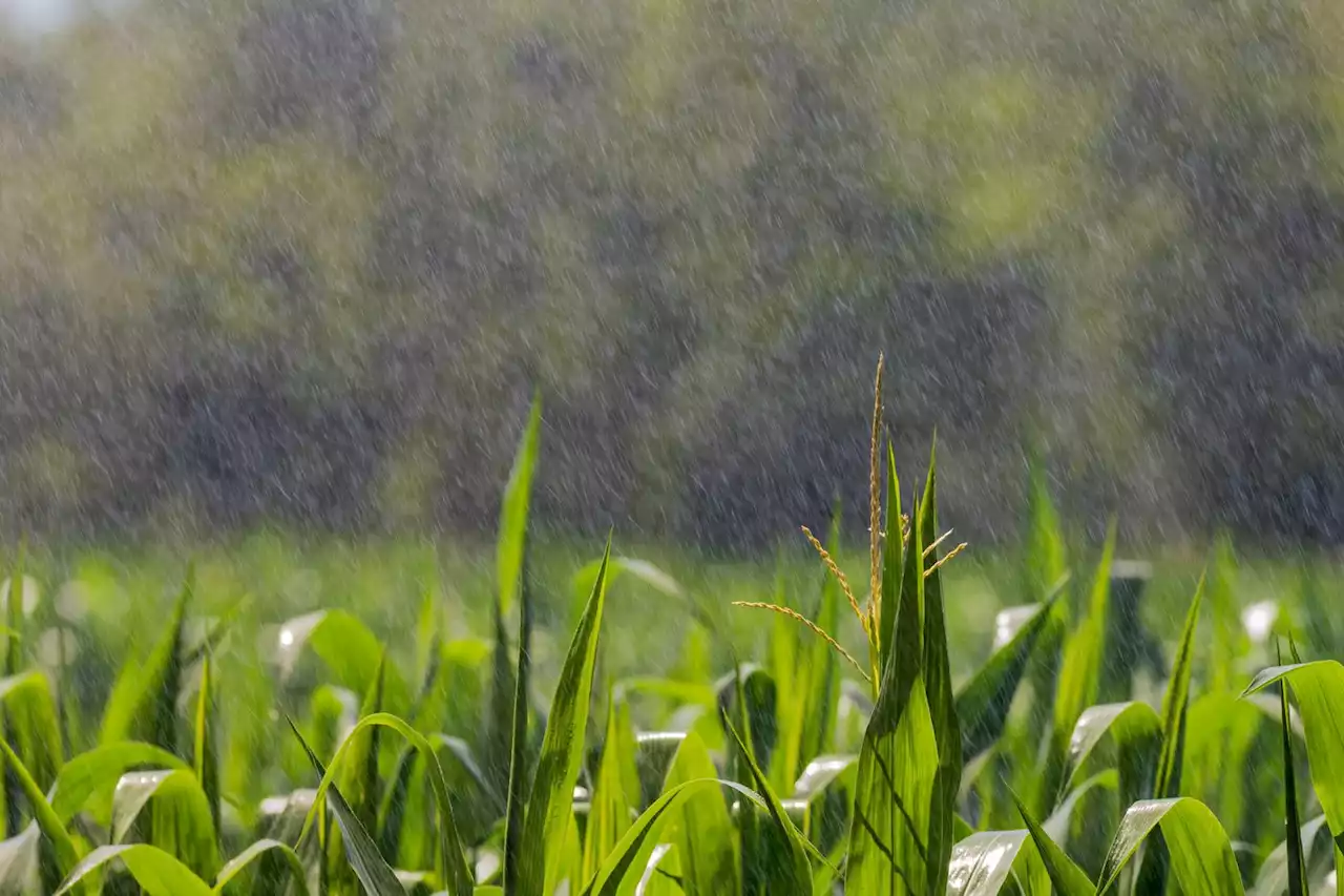 Sécheresse : les pluies ont-elles rechargé les nappes phréatiques ?