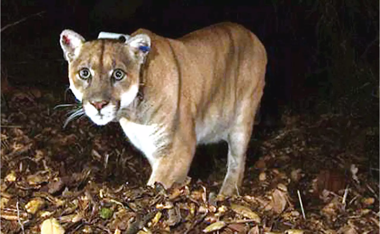 P-22, Griffith Park’s beloved mountain lion, could get a permanent memorial