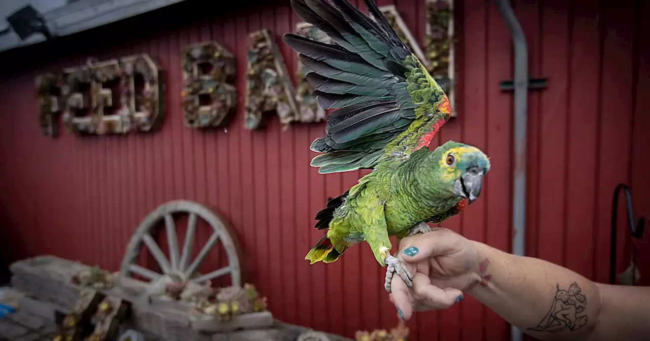 Spate of exotic bird thefts leaves SoCal parrot lovers on edge