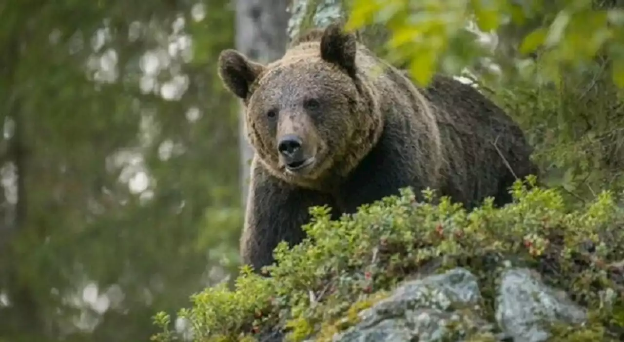 Orso investito da un'auto: alla guida c'era un cacciatore, danni per 7 mila euro