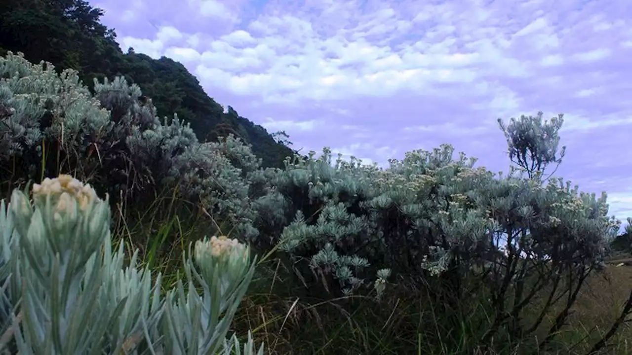 Cuaca Buruk, Pendakian Gunung Gede Pangrango Ditutup 15 Mei 2023