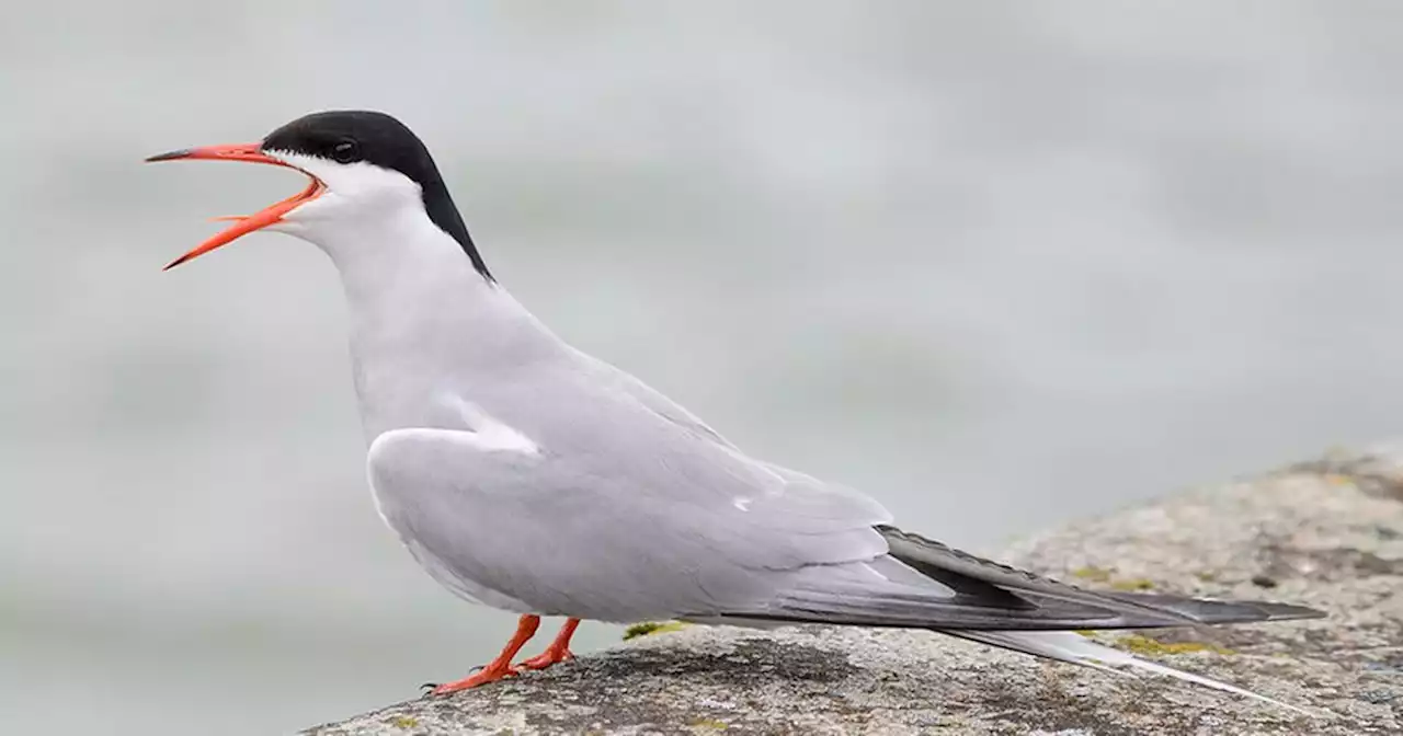 Bird breeding platform set to boost under-threat species across Lancs