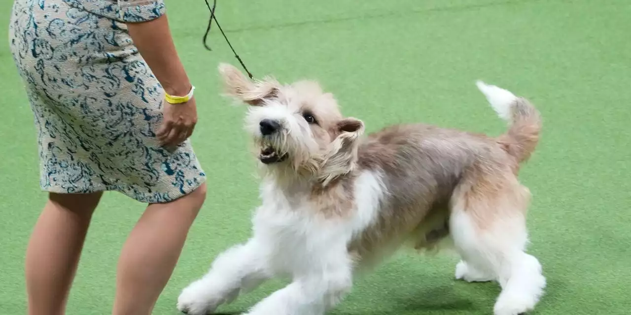 Petit basset griffon Vendéen wins top honors at Westminster dog show