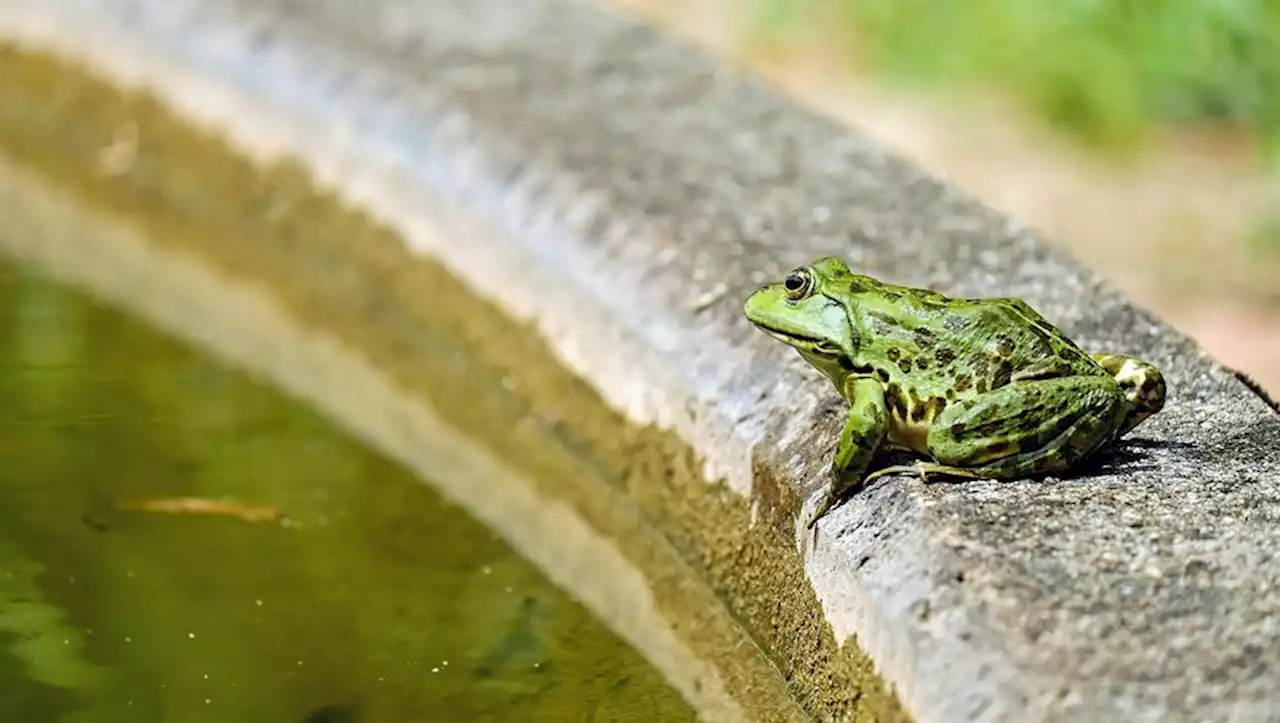 Les grenouilles coassent trop fort : les voisins signent une pétition et font intervenir les gendarmes