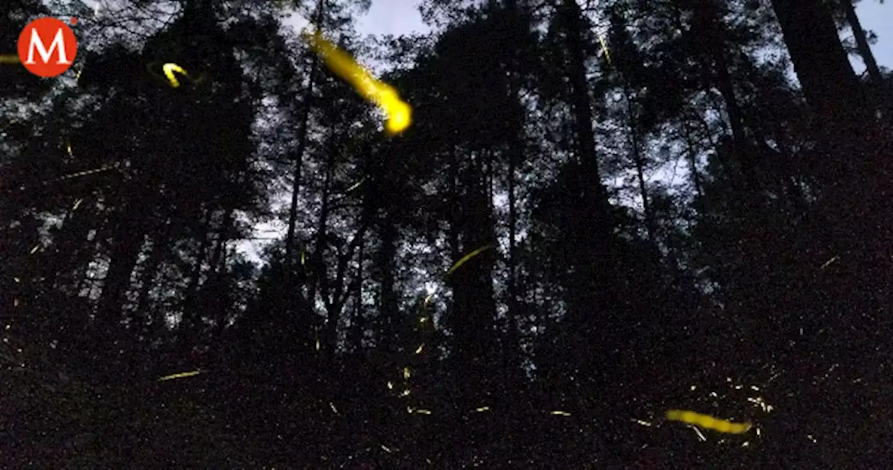 Luciérnagas en Huasca: conoce los detalles de los recorridos nocturnos