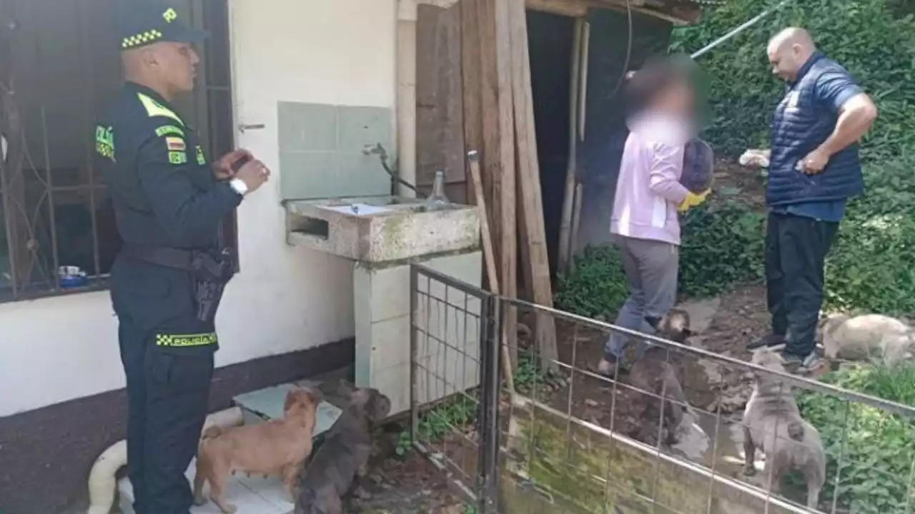 Recatan de criadero ilegal a 16 perritos en Sabaneta