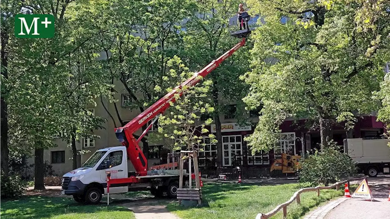 Volkspark Wilmersdorf: Baumarbeiter beleidigt - So krass wurden sie beschimpft