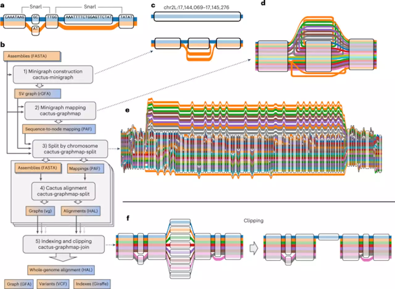 Pangenome graph construction from genome alignments with Minigraph-Cactus - Nature Biotechnology