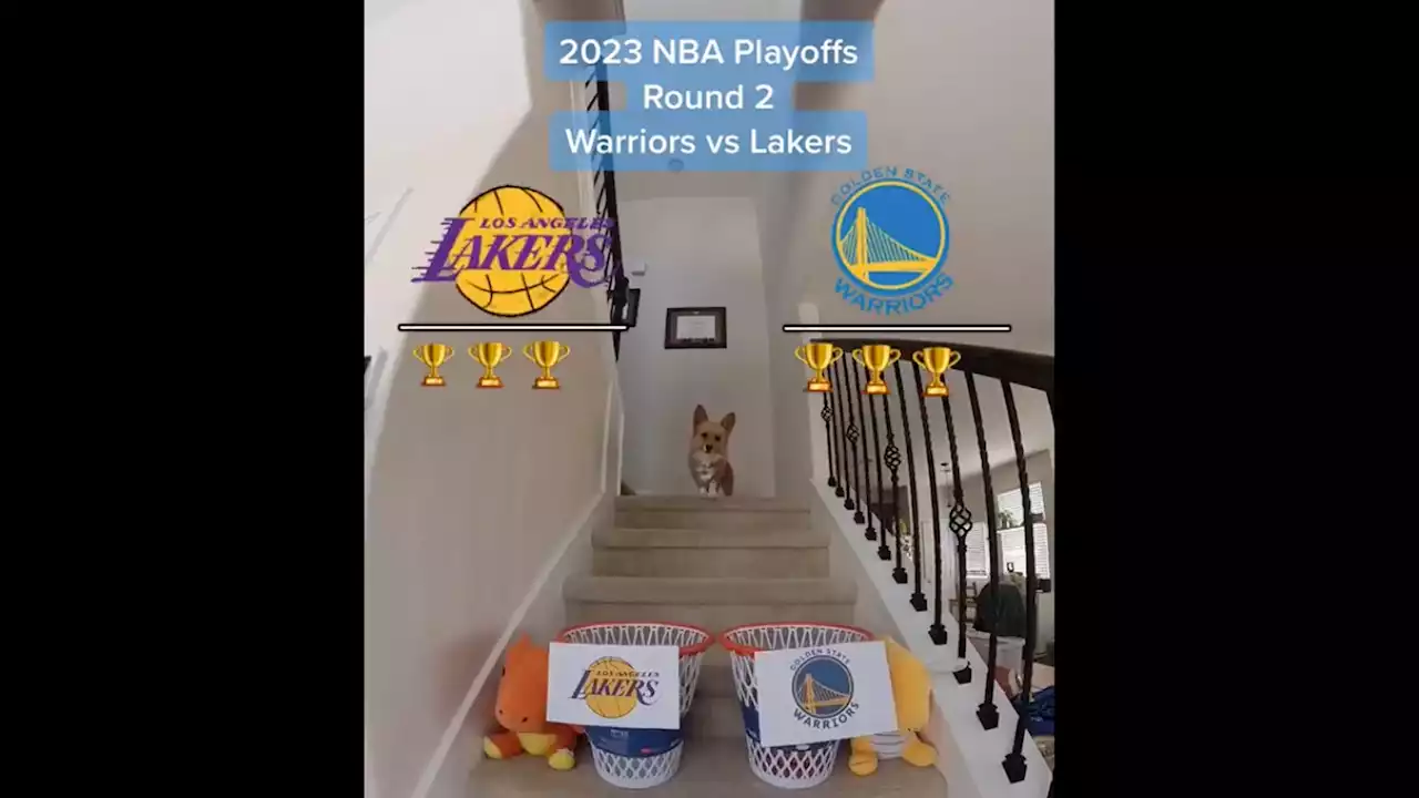 Dog's Viral Warriors-Lakers NBA Playoff Prediction Giving Dub Nation Hope