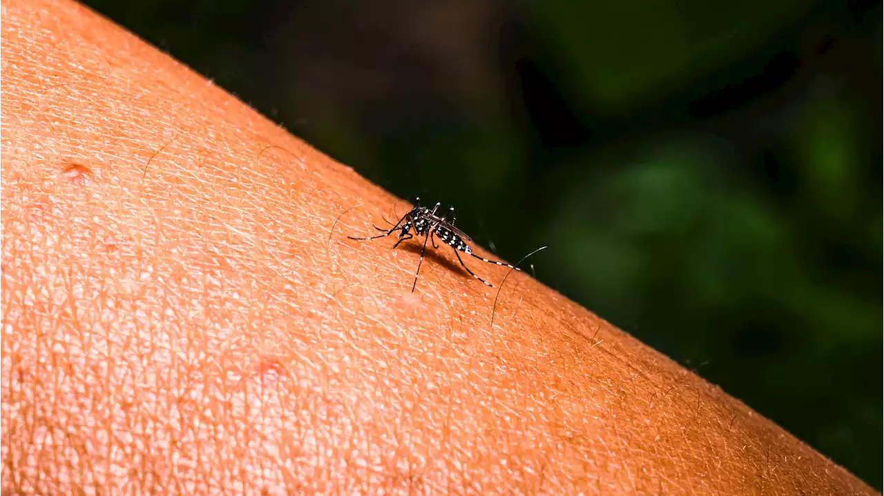 The Smell of Coconut May Help Keep Mosquitoes Away, Small Study Finds