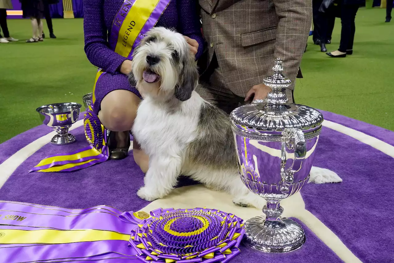 A Petit Basset Griffon Vendéen Wins Westminster Dog Show, a First for the Breed