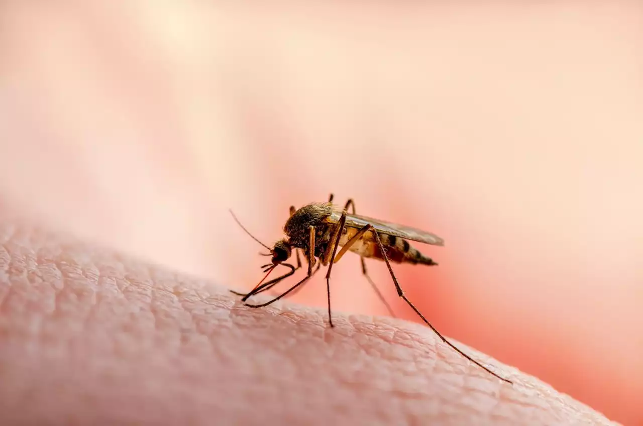 Is wind spreading urban malaria?