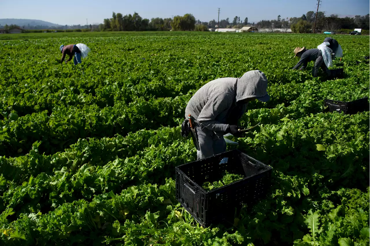 Undocumented farm workers put wedge between Republicans