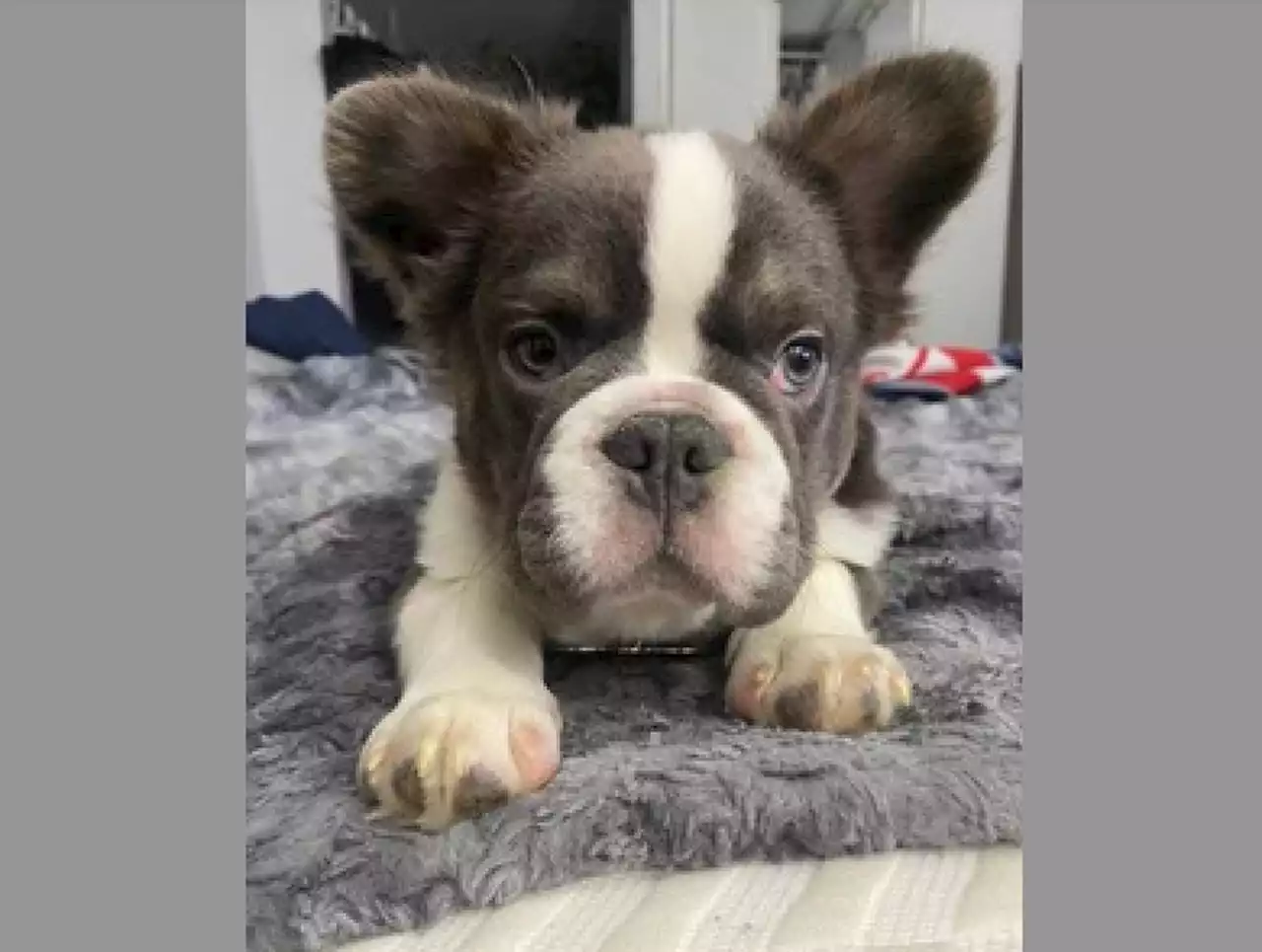 Doggy play date was setup for bulldog-napping, $8K ransom. Have you seen Enzo?