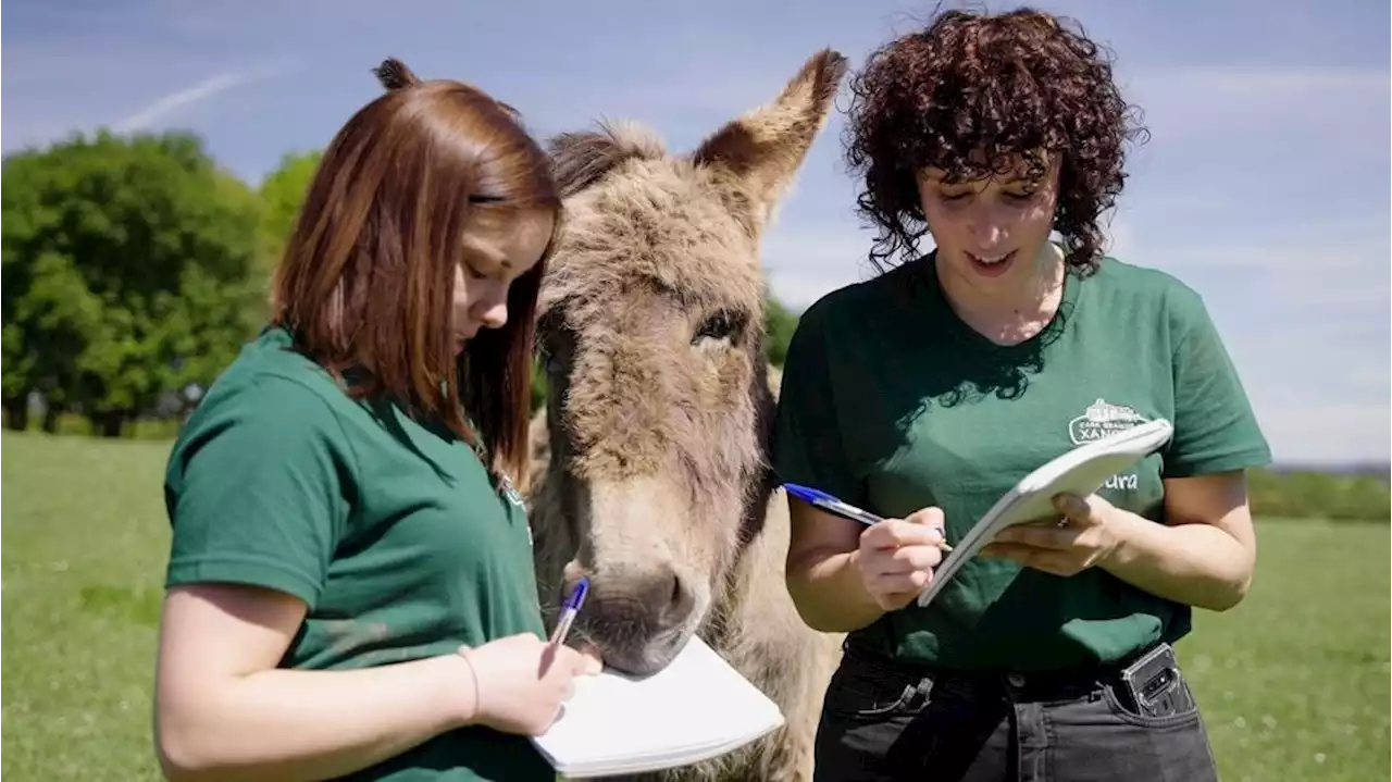 Una granja gallega pide a la RAE eliminar la acepción negativa de 'burro' del diccionario