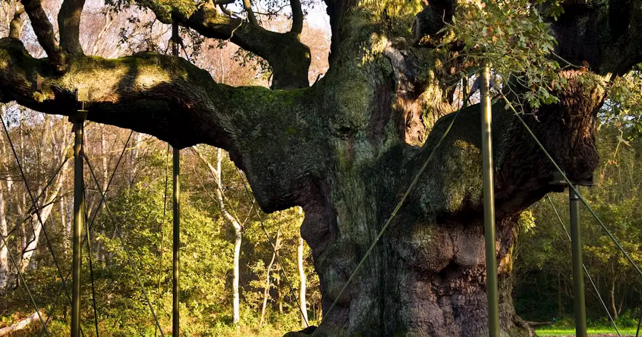 Eurovision fans could not believe Sherwood Forest was real place