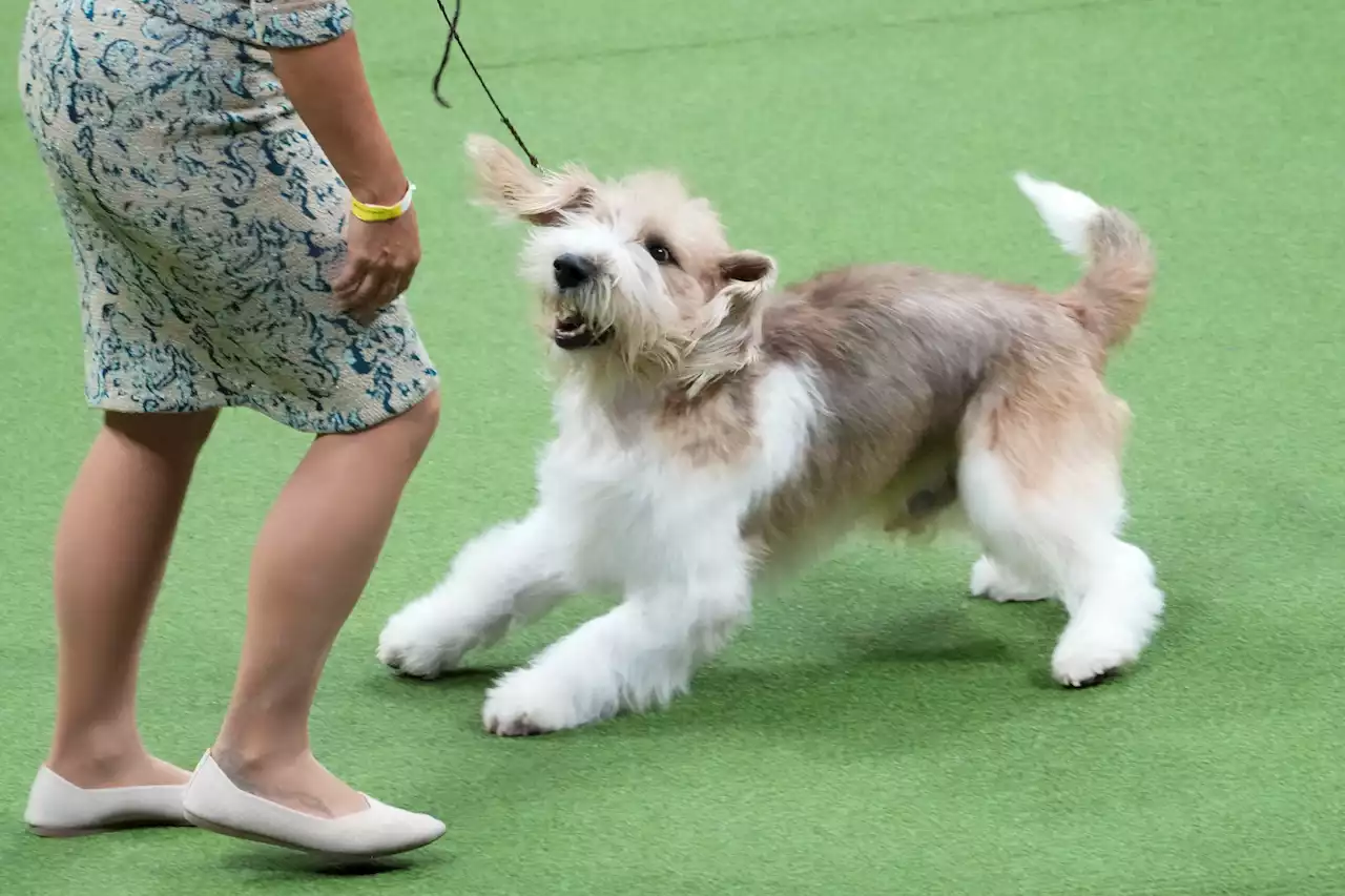 Buddy Holly the Petit basset griffon Vendéen wins Westminster dog show