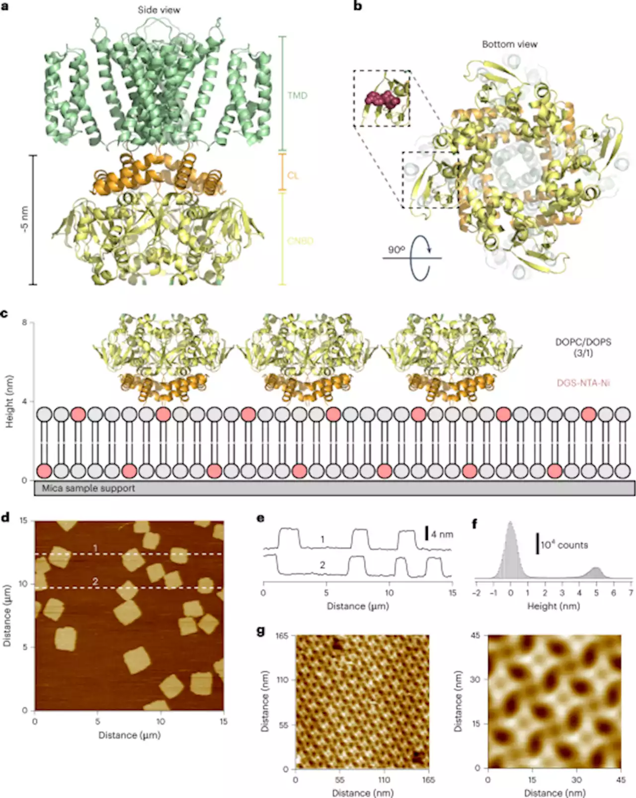 Discrimination between cyclic nucleotides in a cyclic nucleotide-gated ion channel - Nature Structural & Molecular Biology