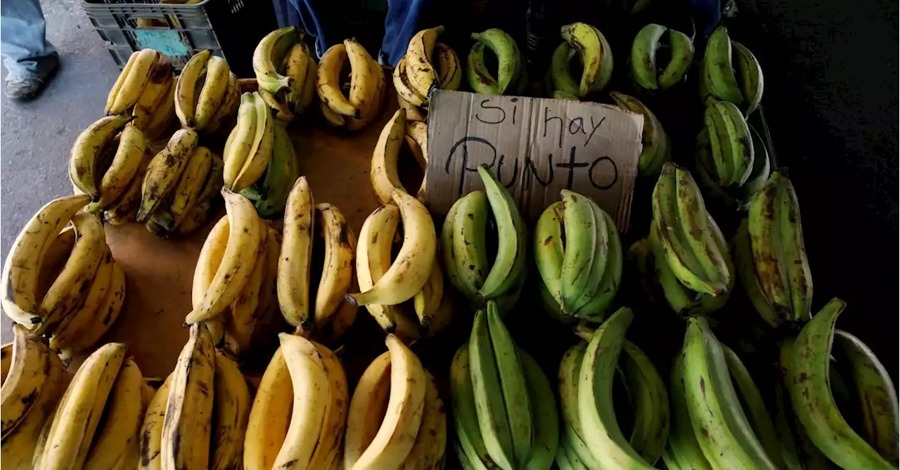 Banana fungus may worsen hunger crisis in Venezuela