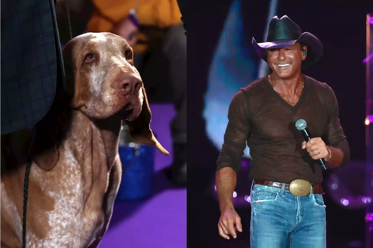 Tim McGraw's Floppy-Eared Dog Won Best of Breed at the Westminster Dog Show