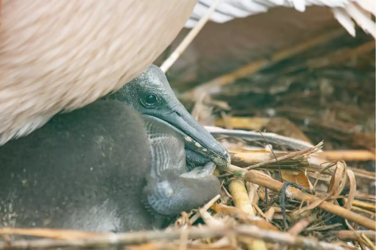 Pelikan-Nachwuchs im Zoo Basel - Schweizer Bauer