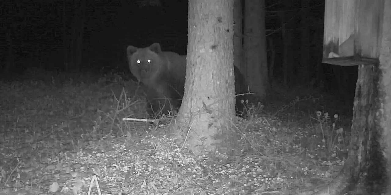 Erneute Sichtung in Deutschland: Bären mögen Söders Bayern