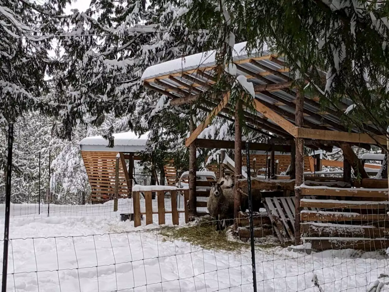 Pender Island alpaca, llama sanctuary turn wool into yarn - Terrace Standard