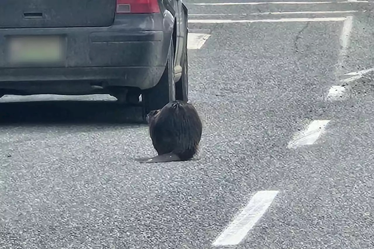 'So Canadian': Beaver taken to safety after stopping traffic in Mill Bay